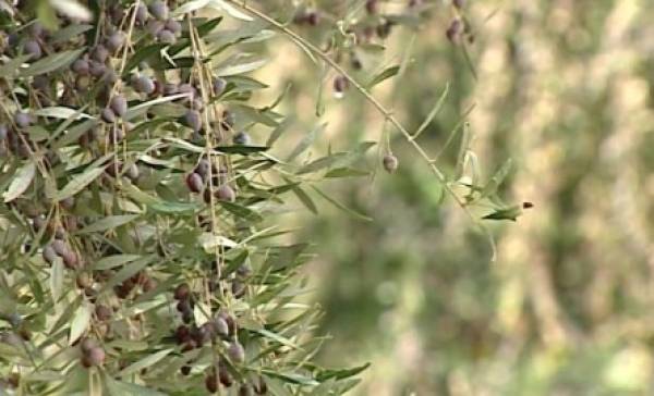 Παρέμβαση Γόντικα για την ελαιοκαλλιέργεια