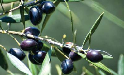 Οι απειλές δεν προστατεύουν τους παραγωγούς ελιάς