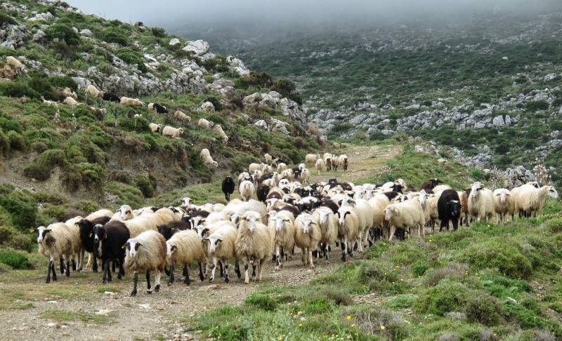 Το σκάνδαλο στον ΟΠΕΚΕΠΕ διέλυσε την κτηνοτροφία