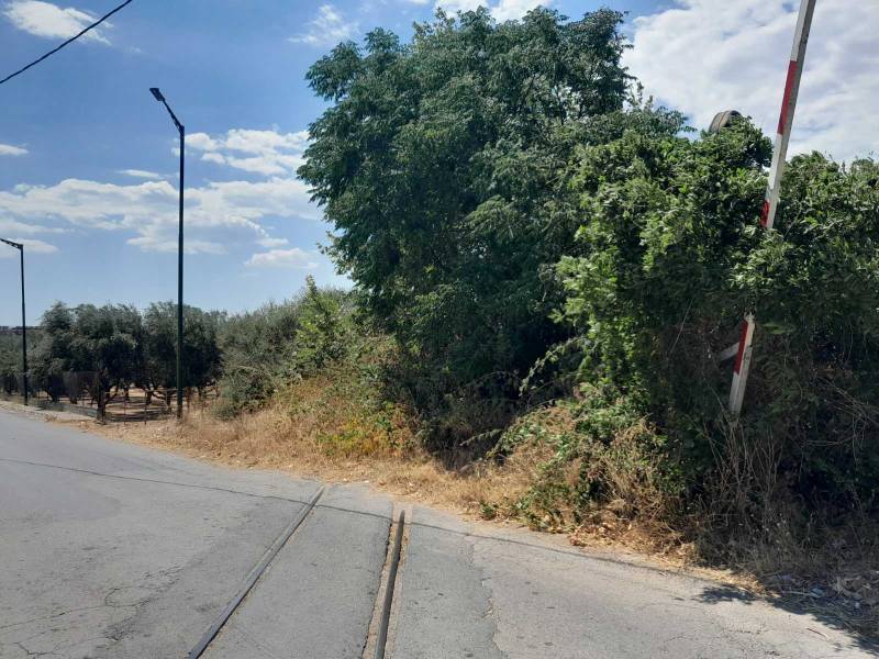 Πραγματική ζούγκλα