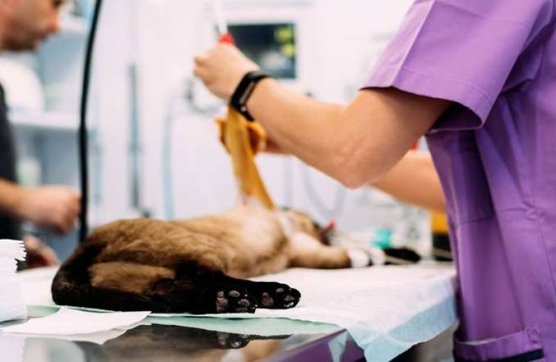 15 εθελοντές κτηνίατροι στην Καλαμάτα