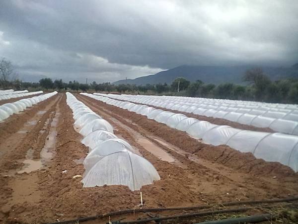 Ξεκίνησαν οι φυτεύσεις καρπουζιών στην Τριφυλία