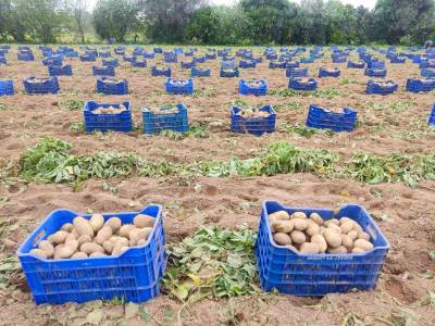 Οι πρώτες ανοιξιάτικες πατάτες βγαίνουν στη Μεσσήνη με καλές τιμές και ικανοποιητικές αποδόσεις
