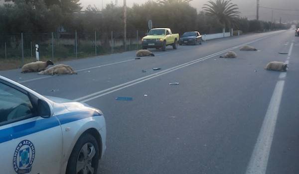 Τροχαία με θύματα... πρόβατα στο Αστρος