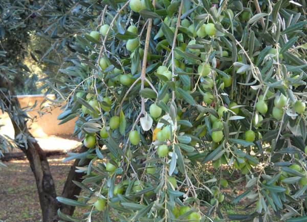 Στα 0,030 ευρώ η εισφορά δακοκτονίας