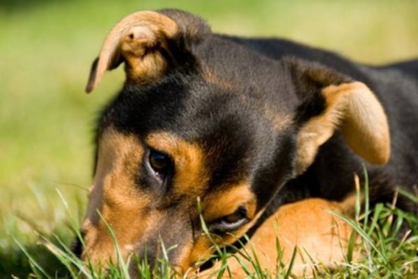 Δημιουργία Δημοτικού Κυνοτροφείου στην Τριφυλία