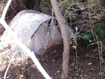 Χασισοφυτεία με 233 φυτά στον Ταΰγετο