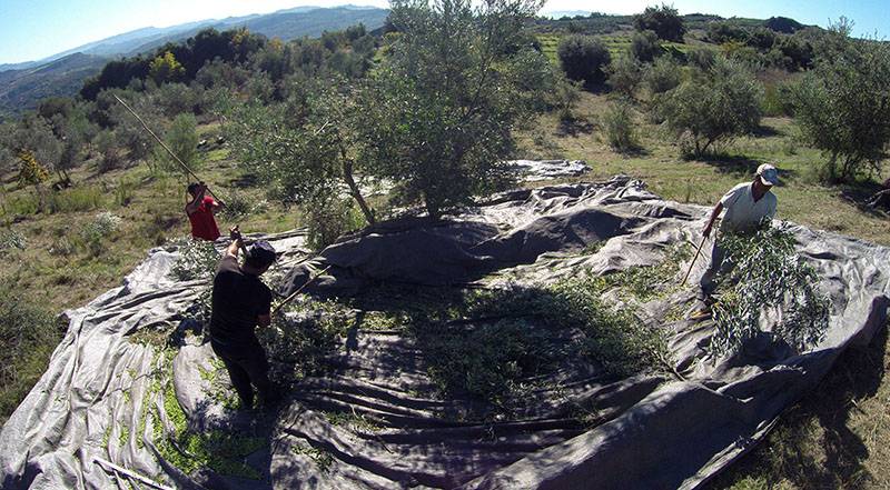 60% κάτω αν δηλώσεις 4.923 ευρώ: Το αγροτικό εισόδημα «κουρεύει» συντάξεις