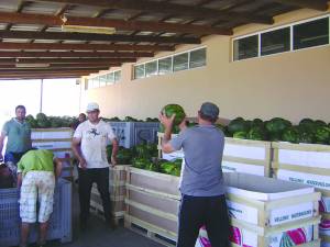 Ξεκίνησε στην Τριφυλία η συγκομιδή καρπουζιού