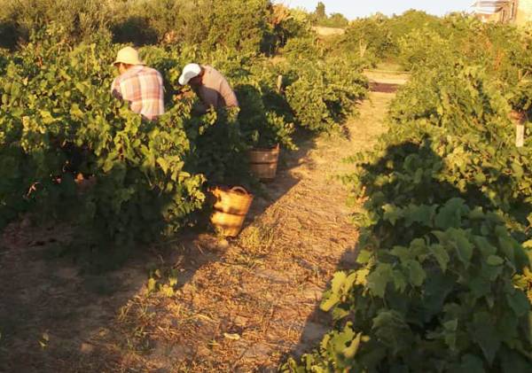 Επί Τάπητος: Εκλογές, προγραμματικός λόγος και γεωργία...