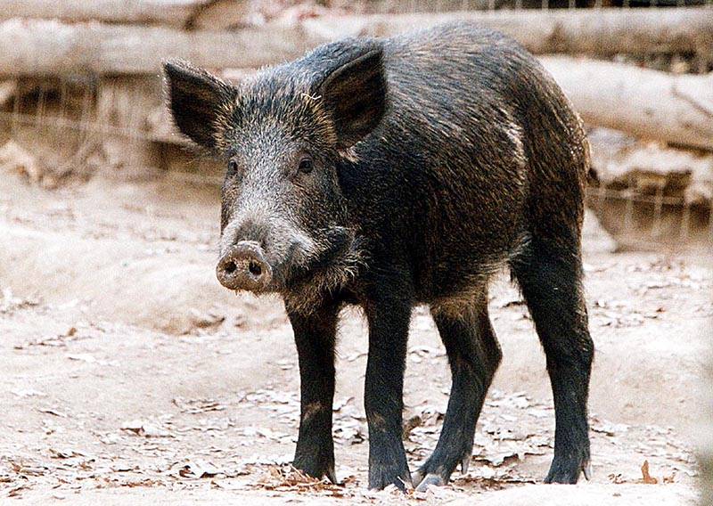 Αγριογούρουνα βγήκαν στον αυτοκινητόδρομο του “Μορέα”