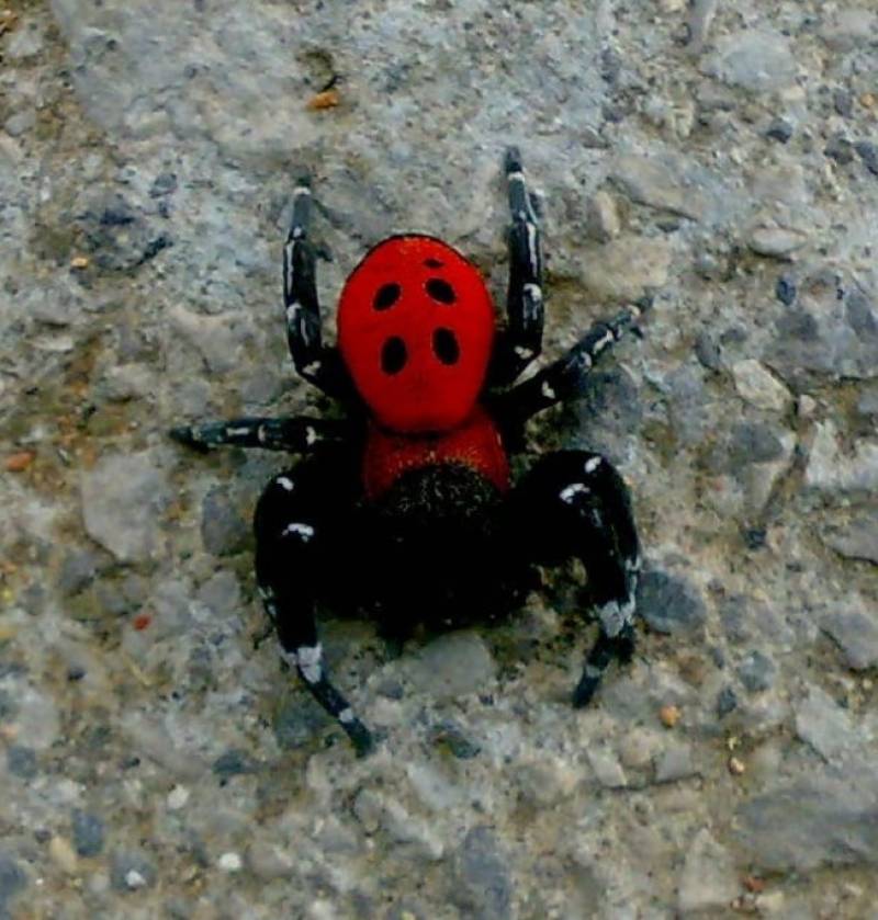 Σπάνια αράχνη στην Καλαμάτα