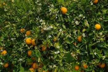 Επανεμφάνιση του ιού της τριστέτσας στη Λακωνία