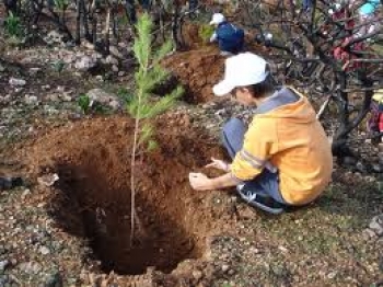Αναδάσωση στην περιοχή των παλαιών αναδασώσεων Μακρυσίου