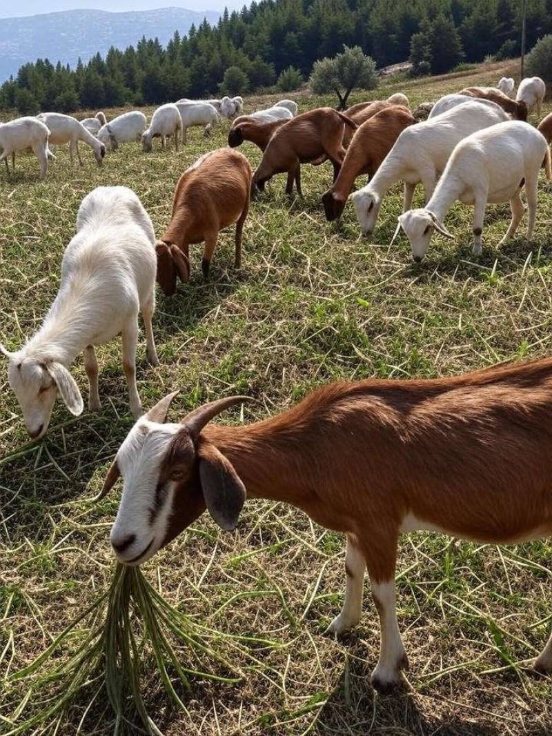 Πώς οι κατσίκες μπορούν να σώσουν τη Μεσσηνία από τις πυρκαγιές