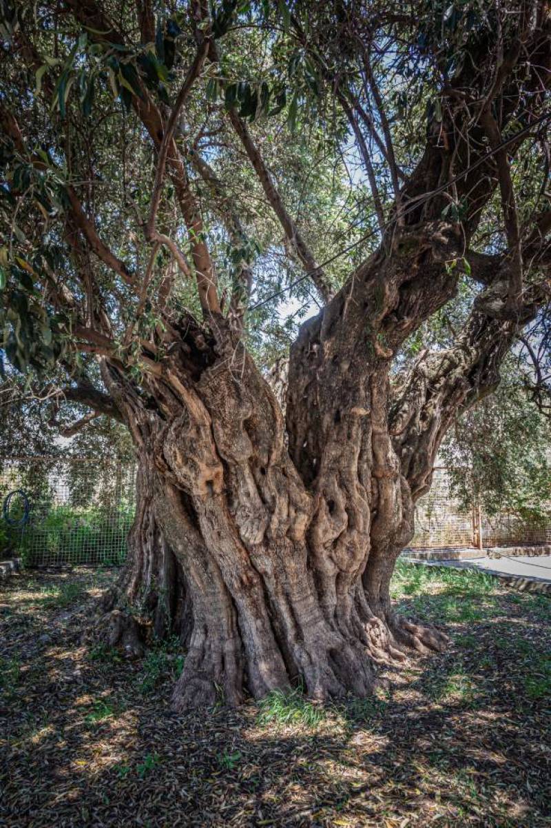Να φωτίσουμε τη “Μάνα Ελιά" σε πλατεία της Καλαμάτας