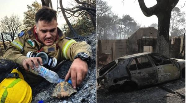 Ο πυροσβέστης που δρόσισε χελώνα: «Ανατριχιαστικό να βλέπουμε το πράσινο που σώσαμε»