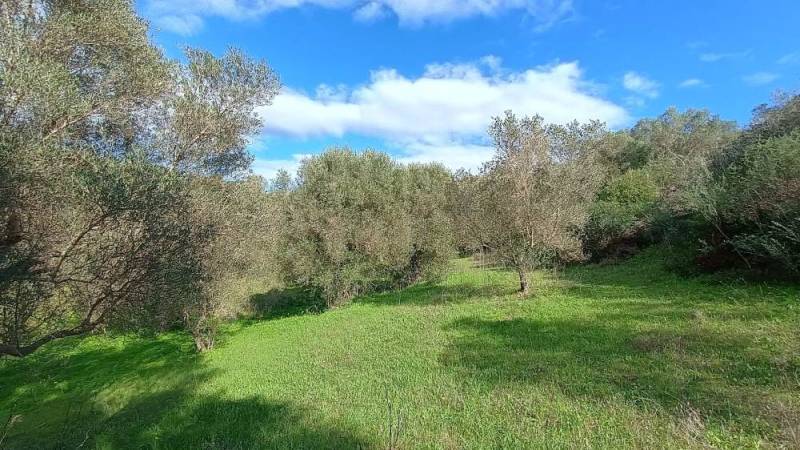 Η εγκατάλειψη των ελαιώνων σε Μεσσηνία και Ιταλία