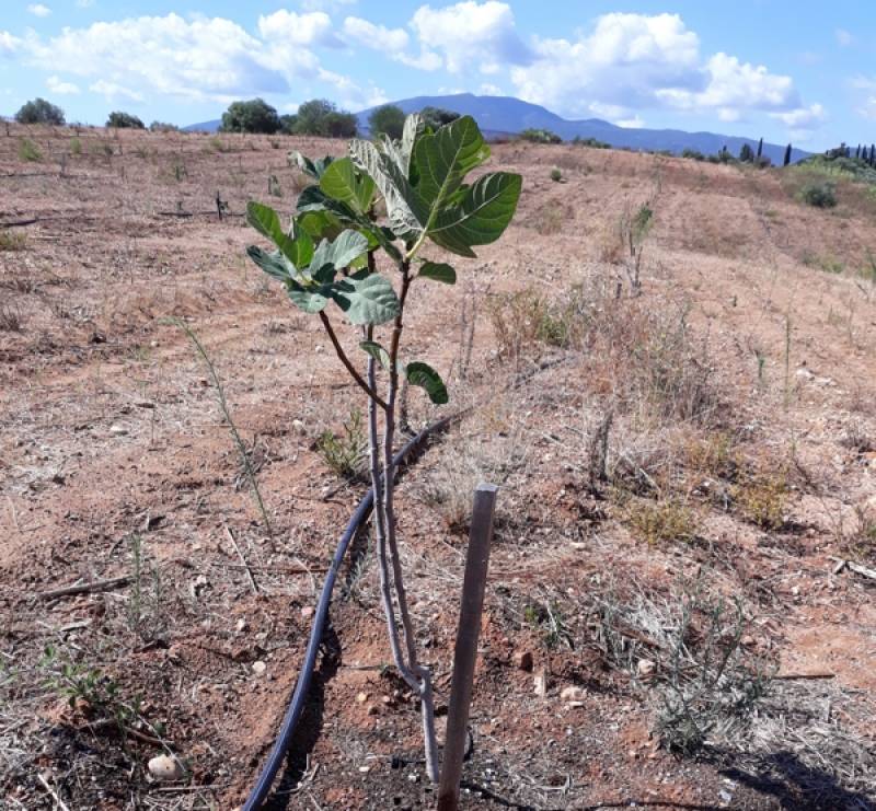 Ολοκληρώθηκε πρόγραμμα για ποικιλίες συκιάς με χρηματοδότηση από το Ιδρυμα Καπετάν Βασίλη και Κάρμεν Κωνσταντακόπουλου