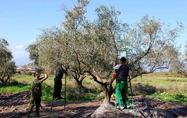 Με χειρόγραφες βεβαιώσεις οι μετακινήσεις για ελαιομάζεμα μέσα στην καραντίνα