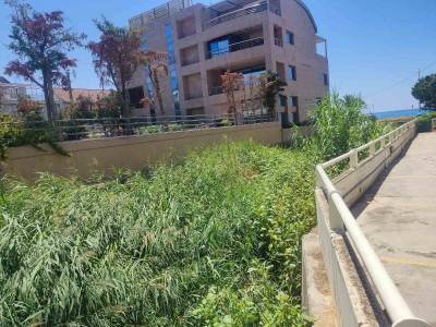 “Ζούγκλα” το Πολιτέικο ρέμα στην Ναυαρίνου (φωτογραφίες)