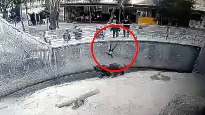 Ουζμπεκιστάν: Πέταξε το 3χρονο παιδί της στο κλουβί αρκούδας (Βίντεο)