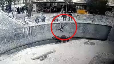 Ουζμπεκιστάν: Πέταξε το 3χρονο παιδί της στο κλουβί αρκούδας (Βίντεο)