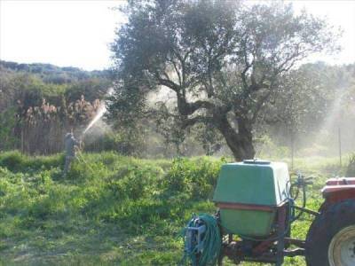 Πρόγραμμα δακοκτονίας με δολωματικούς ψεκασμούς στην Τριφυλία