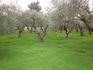 1,1 εκατ, ευρώ σε συνεταιρισμούς της Μεσσηνίας