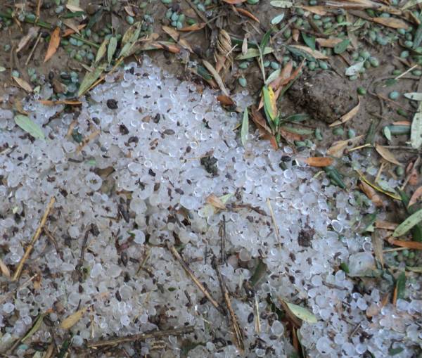 Πορίσματα του ΕΛΓΑ για ζημιές στην Καλαμάτα