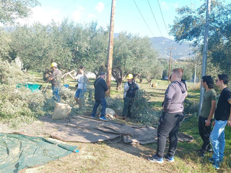 Μαζεύουν ελιές φοιτητές του Πανεπιστημίου Πελοποννήσου