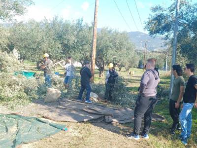Μαζεύουν ελιές φοιτητές του Πανεπιστημίου Πελοποννήσου