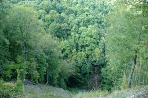 Απαγόρευση κυκλοφορίας λόγω αντιπυρικής περιόδου σε περιοχές της Μεσσηνίας