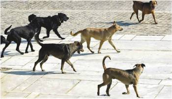 Δημότες της Καλαμάτας ζητούν: Κέντρο περίθαλψης αδέσποτων ζώων