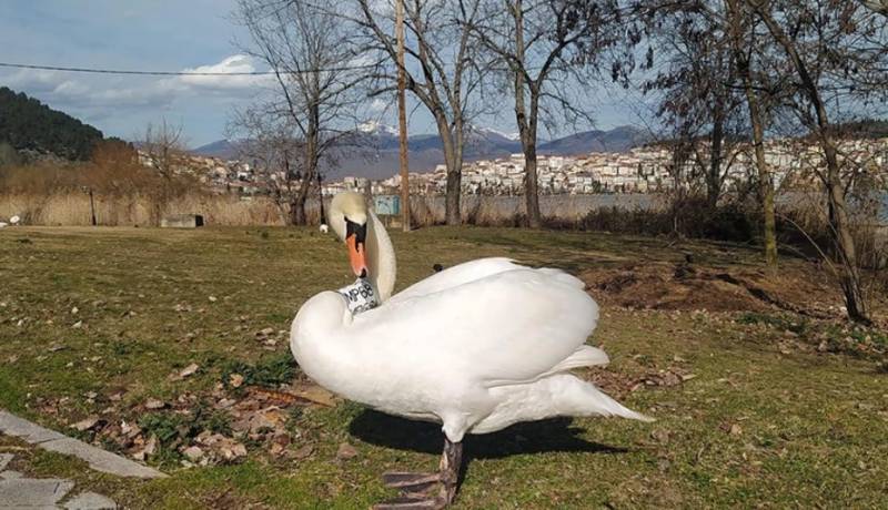 Καστοριά: Θλιβερό τέλος στην ιστορία αγάπης δύο κύκνων, πέθανε το θηλυκό