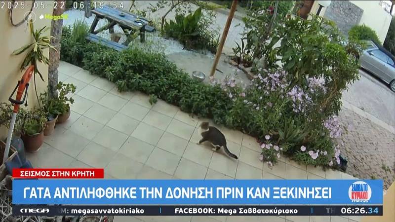 Σεισμός στην Κρήτη: Η γάτα που αντιλήφθηκε την δόνηση πριν καν ξεκινήσει