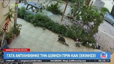 Σεισμός στην Κρήτη: Η γάτα που αντιλήφθηκε την δόνηση πριν καν ξεκινήσει