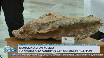Μοναδικό στον κόσμο: Το κρανίο αγκυλοθήριου στη Θερμοπηγή Σερρών (βίντεο)