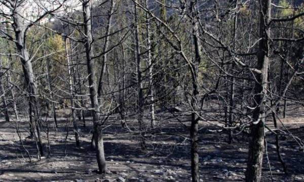 Αναδασωτέα 106.348 στρέμματα στη Μεσσηνία