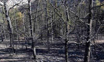 Αναδασωτέα 106.348 στρέμματα στη Μεσσηνία