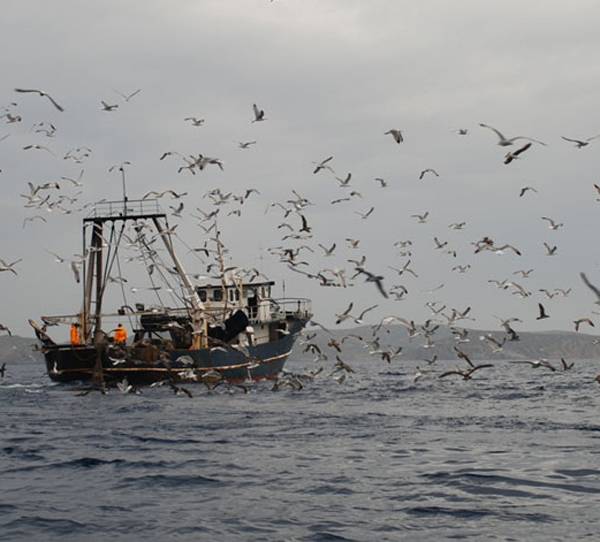 Μέτρα προστασίας για τα θαλασσοπούλια
