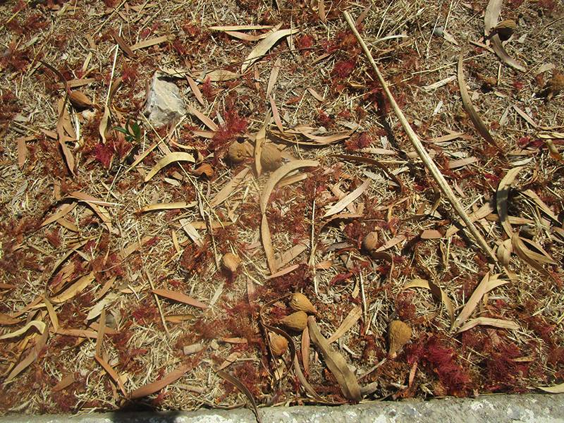 ΣΥΚΙΚΗ: Αποζημιώσεις για σύκα ζητεί ο Παπαγεωργίου