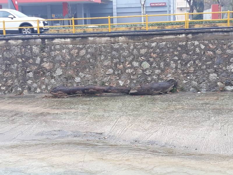 Κορμοί δέντρων στο Νέδοντα