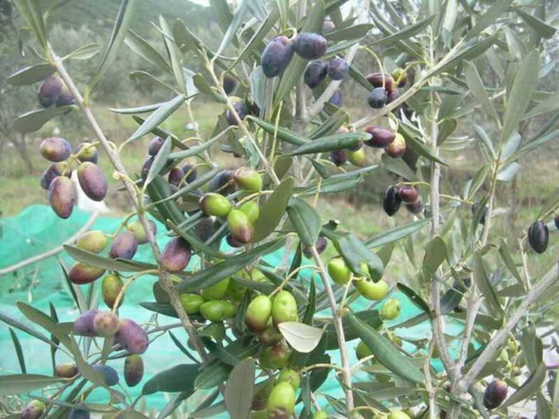 Βγήκε ο ηλεκτρονικός διαγωνισμός για τη δακοκτονία