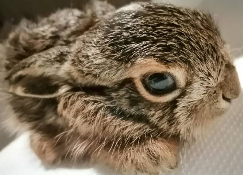 Αγρότης έσωσε λαγουδάκι και το παρέδωσε στο Κέντρο Περίθαλψης και Προστασίας Αγριας Ζωής