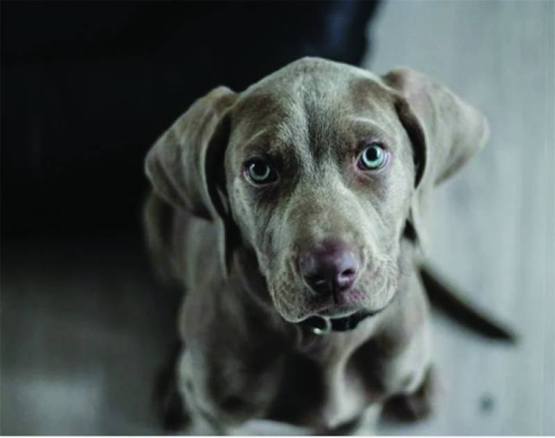 Υπουργείο Εσωτερικών: Επιδοτούμενα προγράμματα στείρωσης δεσποζόμενων ζώων