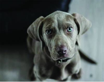 Υπουργείο Εσωτερικών: Επιδοτούμενα προγράμματα στείρωσης δεσποζόμενων ζώων