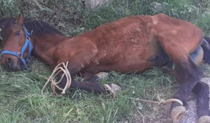 Τζια: Άλογο παστουρωμένο κρεμόταν σε πλαγιά λόγω εξάντλησης