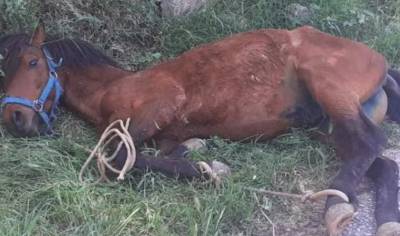 Τζια: Άλογο παστουρωμένο κρεμόταν σε πλαγιά λόγω εξάντλησης