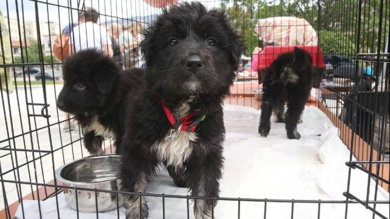 Παγκόσμια Ημέρα Αδέσποτων Ζώων: Μην αγοράζεις, υιοθέτησε